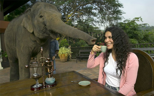 Picture 1 of Why is elephant dung coffee the most expensive on the planet?
