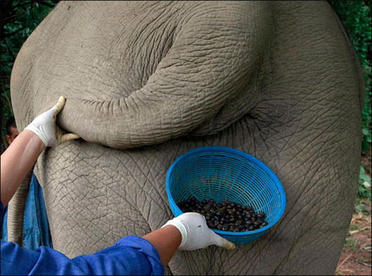Picture 2 of Why is elephant dung coffee the most expensive on the planet?