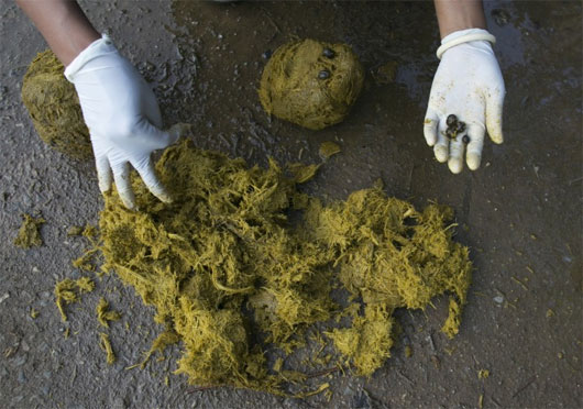 Picture 3 of Why is elephant dung coffee the most expensive on the planet?