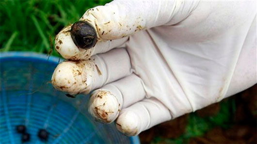 Picture 4 of Why is elephant dung coffee the most expensive on the planet?