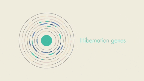 Picture 6 of Why is hibernation the key to space travel?