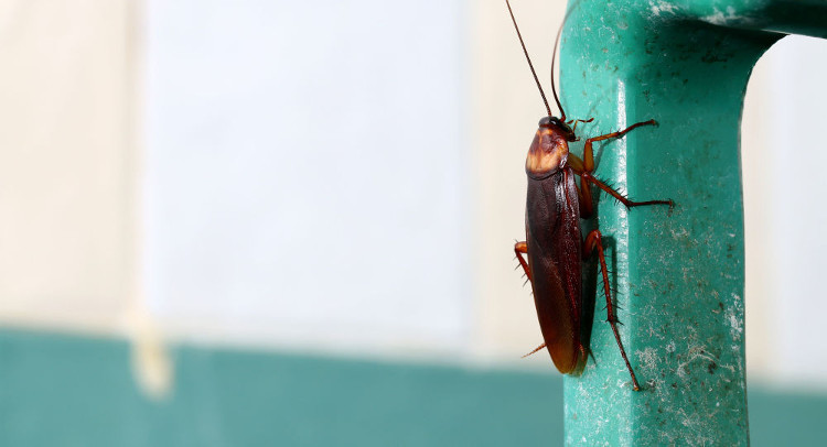 Picture 1 of Why is human ear the best house of cockroaches?