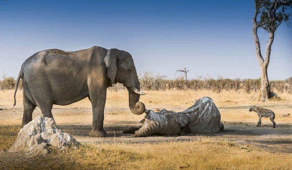 Picture 1 of Why is it difficult to see elephants confirm?