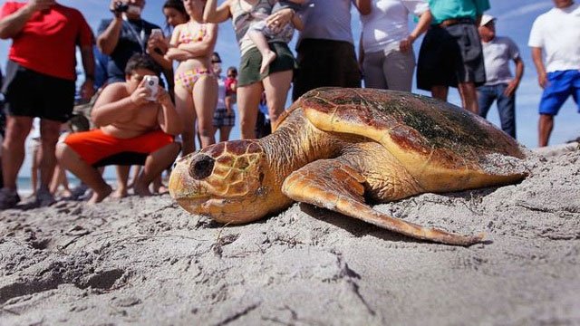 Picture 1 of Why is plastic a deadly attraction to sea turtles?