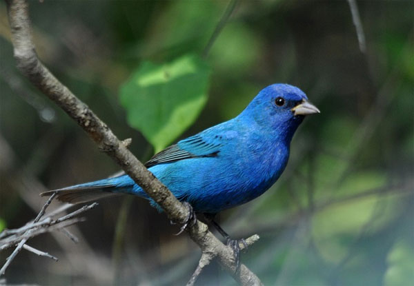 Picture 1 of Why is precious bird feather green?