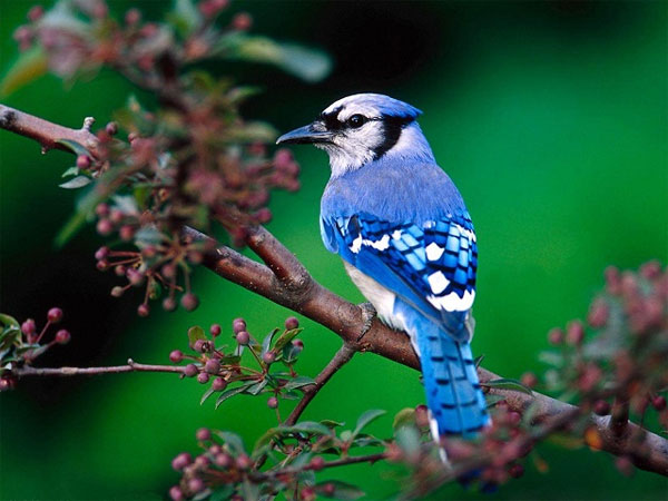 Picture 2 of Why is precious bird feather green?