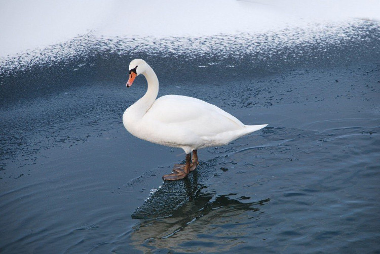 Picture 3 of Why is the bird's feet not frozen in winter?