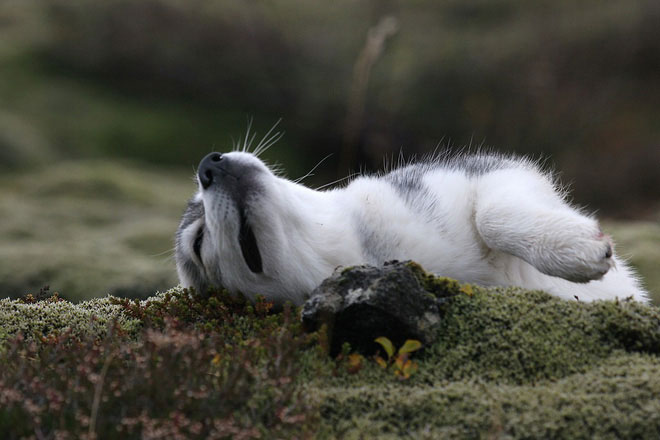 Picture 3 of Why is the boss so peaceful that the dog boss rolled around in the pile?