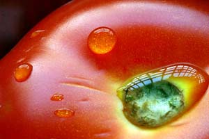 Picture 4 of Why is the fruit ripe?
