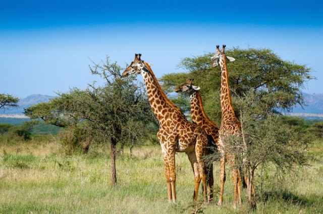Picture 3 of Why is the Giraffe not dizzy?