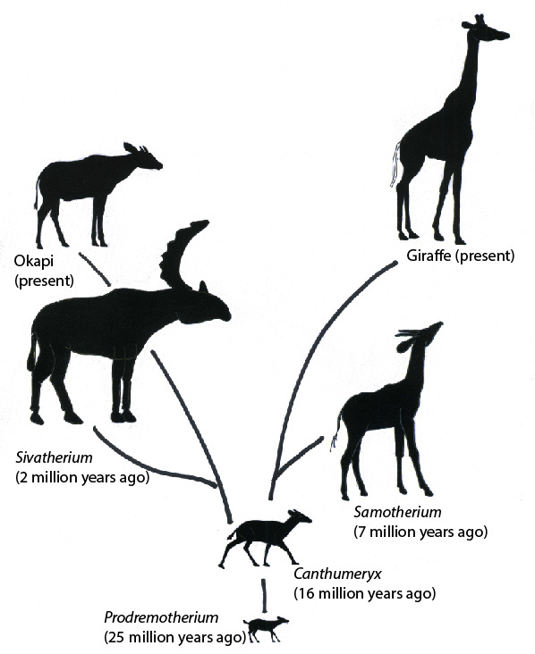 Picture 5 of Why is the Giraffe not dizzy?