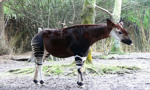 Picture 6 of Why is the Giraffe not dizzy?