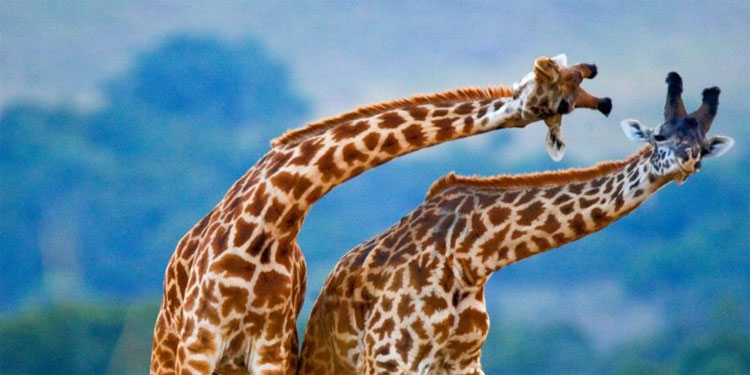 Why is the giraffe's neck long? The reason you are so surprised