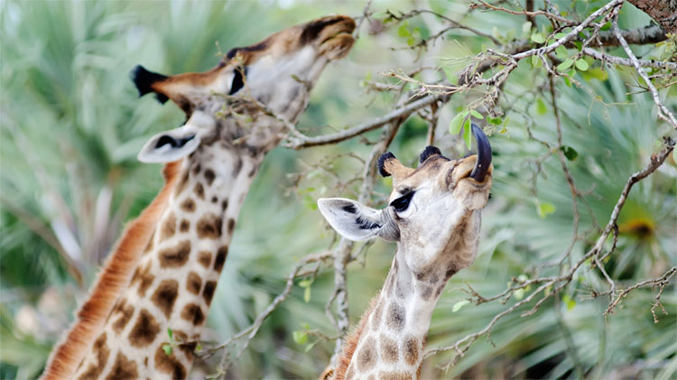 Picture 3 of Why is the giraffe's neck long?  The reason you are so surprised