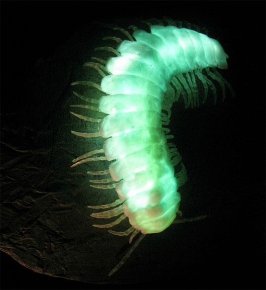 Picture 4 of Why is the night sea glimmering with strange lights?