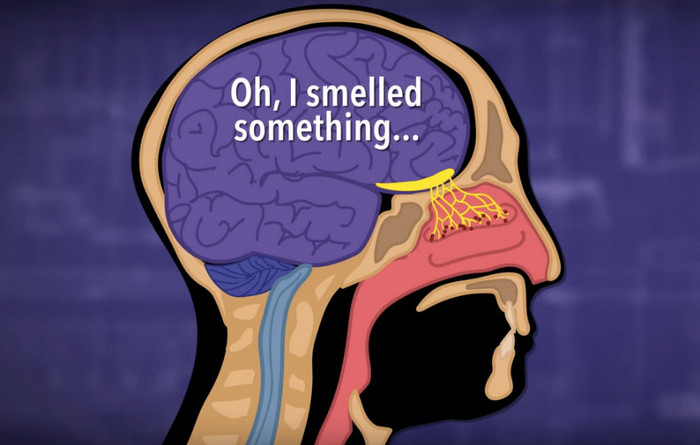 Picture 2 of Why is the nose running when we have a cold?