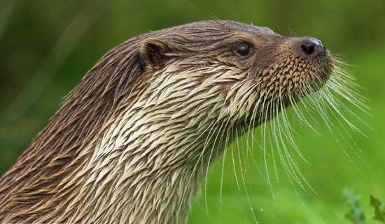 Picture 1 of Why is the 'otter' male otter smaller and smaller?