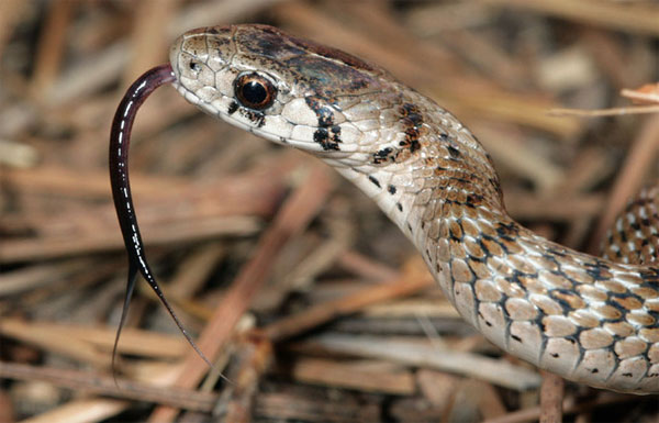 Picture 1 of Why is the snake tongue branching?