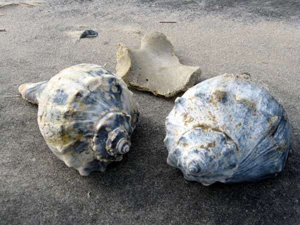 Picture 1 of Why is there a wave in the sea shell?