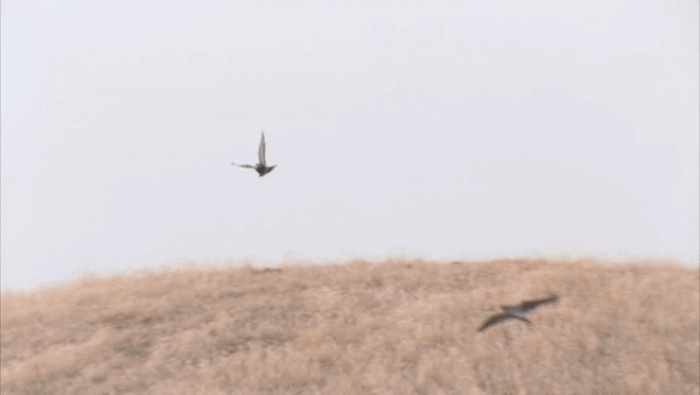 Picture 4 of Why is this bird called a 'feathered fighter'?