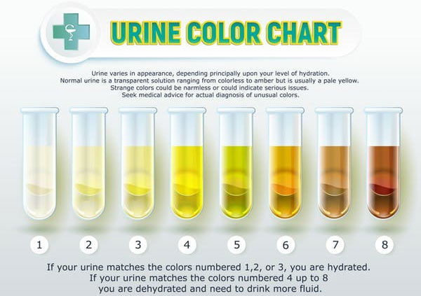 Why is urine yellow?