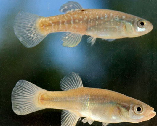 Picture 1 of Why killifish thrives in polluted environments