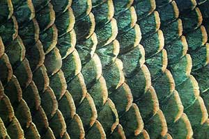 Picture 1 of Why luminescent fish scales?