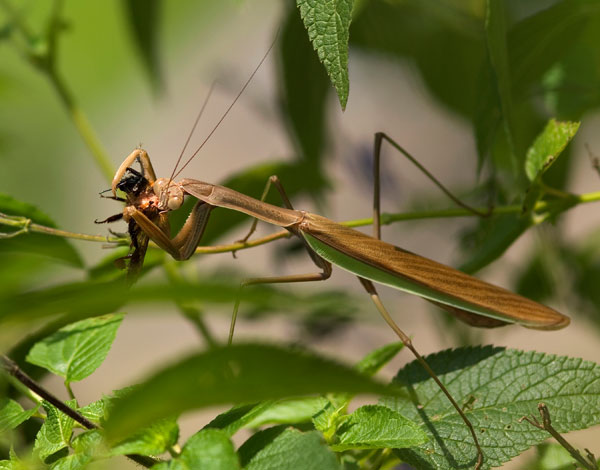 Picture 1 of Why mantis female sexual cannibalism?