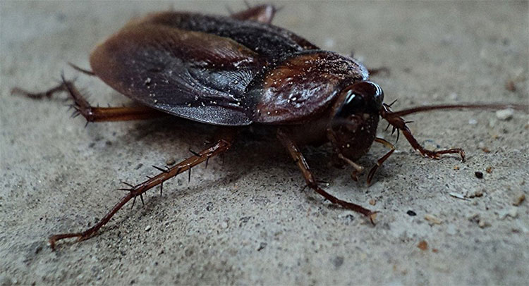 Picture 1 of Why not expect to escape from cockroaches