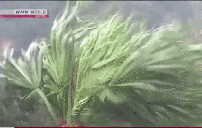 Picture 2 of Why say Typhoon Tembin is a catastrophic storm?