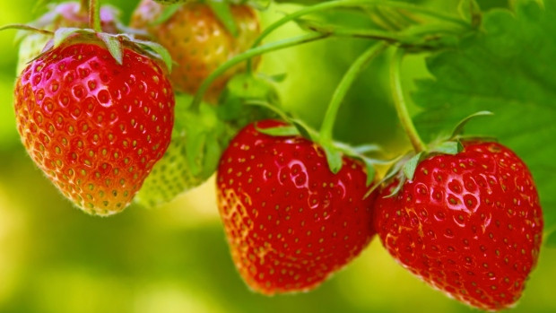 Picture 2 of Why should you eat strawberries?