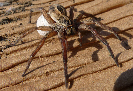 Picture 1 of Why so little bigger spiders male spiders?