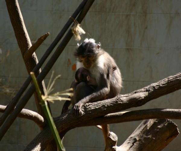 Picture 1 of Why some primates can live with HIV without AIDS