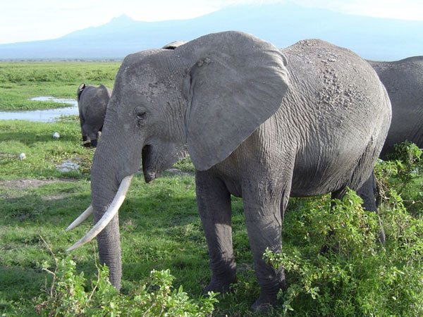 Picture 1 of Why the roar of elephants ranged up to 10km?