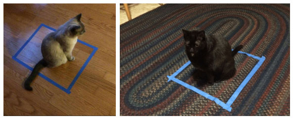 Picture 1 of Why would the tape stick to a circle and the cat would sit obediently?