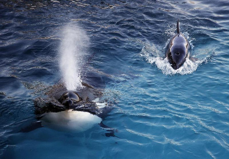 Picture 1 of Wikie: The first human-speaking whale in human history