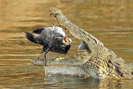 Picture 1 of Wild Africa