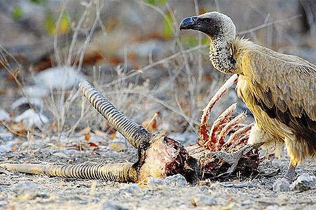 Picture 10 of Wild Africa
