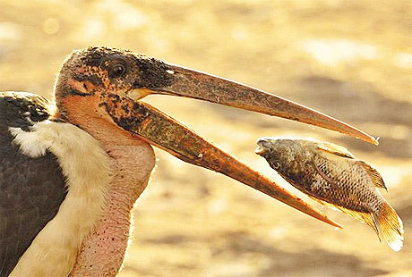 Picture 2 of Wild Africa