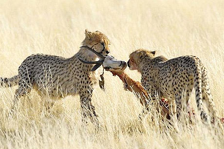 Picture 3 of Wild Africa