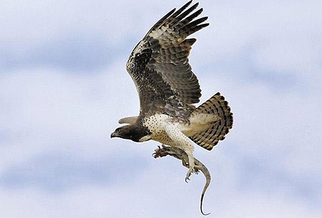 Picture 4 of Wild Africa
