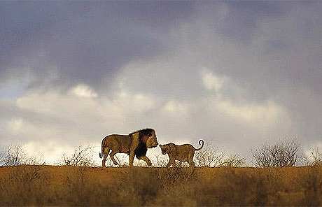 Picture 7 of Wild Africa