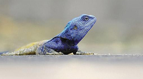 Picture 8 of Wild Africa