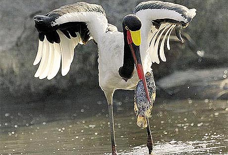 Picture 9 of Wild Africa