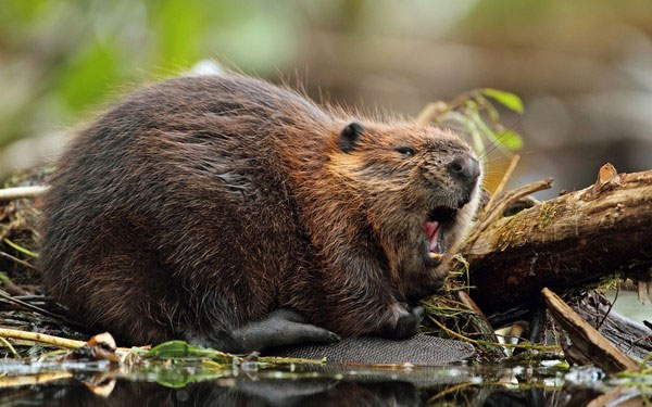 Picture 11 of Wild animals emit the same aroma as Ham Huong