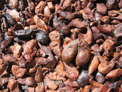 Picture 12 of Wild animals emit the same aroma as Ham Huong