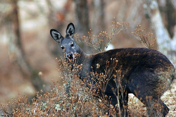 Picture 4 of Wild animals emit the same aroma as Ham Huong