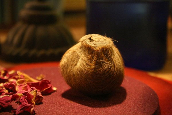 Picture 5 of Wild animals emit the same aroma as Ham Huong