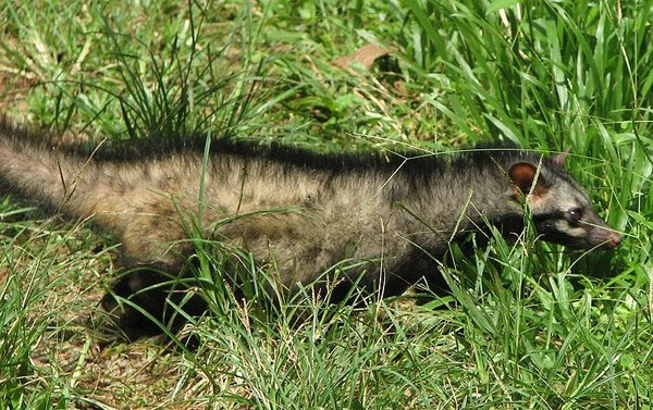 Picture 7 of Wild animals emit the same aroma as Ham Huong