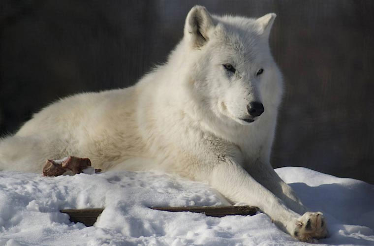Picture 1 of Wild beauty of polar white wolves